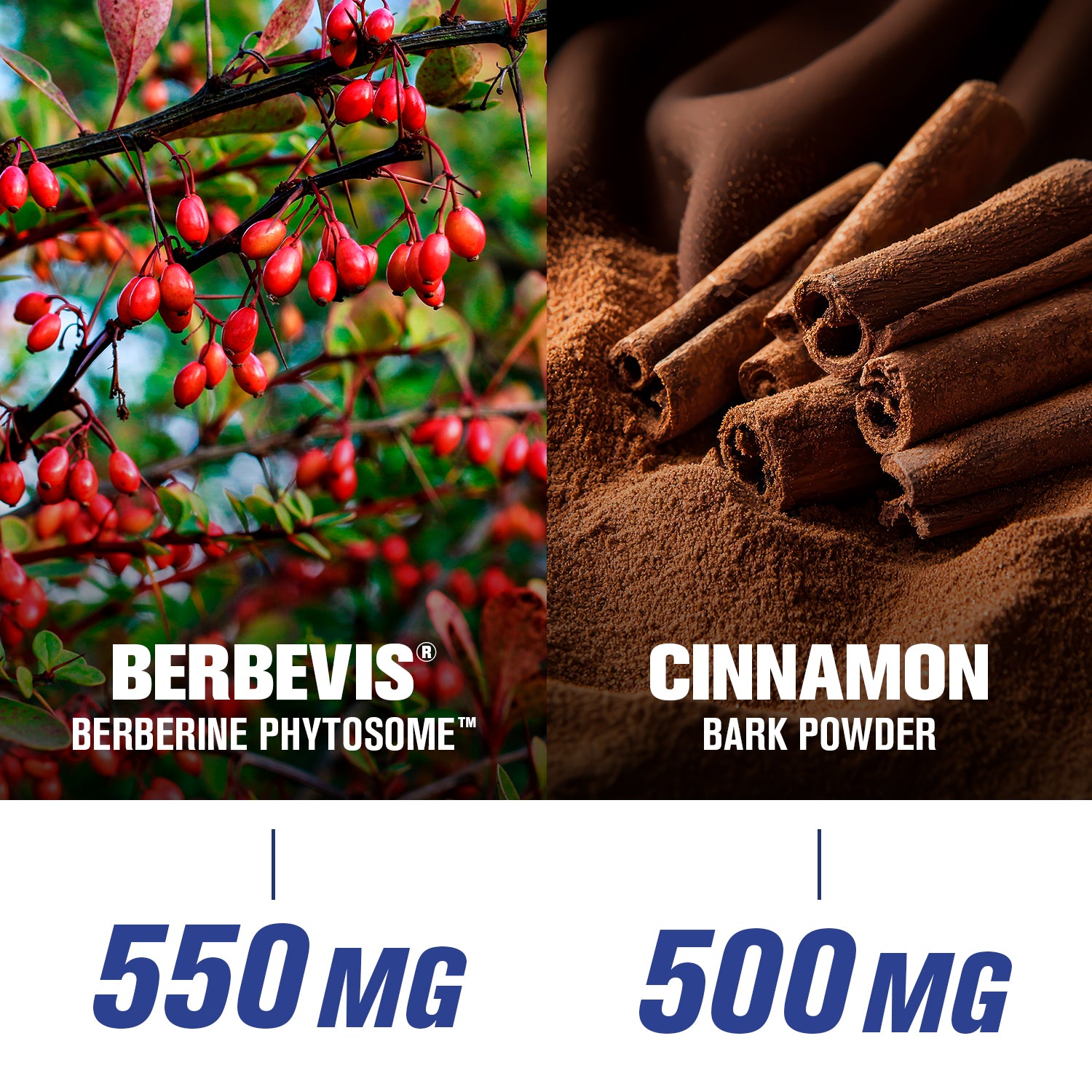 Berbevis - Berberine Phytosome 550 MG,  Cinnamon Bark Powder 500 MG